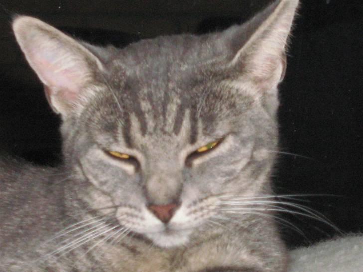 Huskat Carla - er hun iik kær ? billede 3