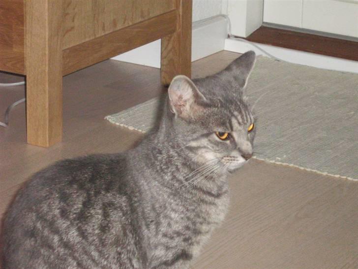 Huskat Carla - fine carla ! billede 4