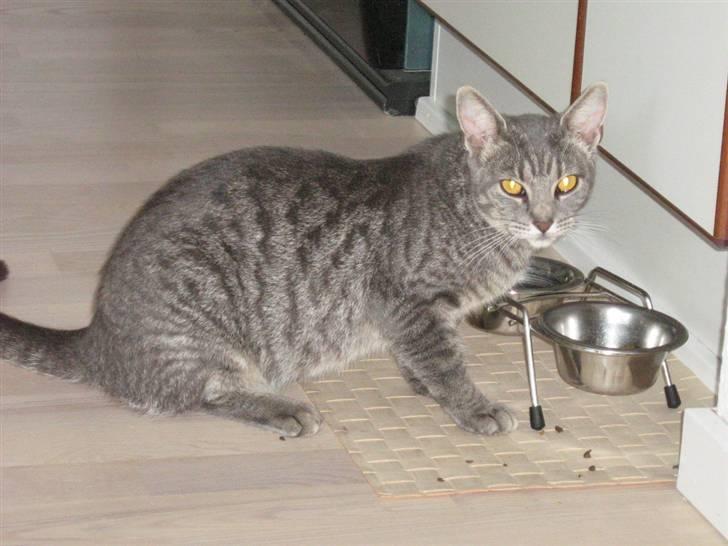 Huskat Carla - der ska jo os li være tid til at spise ! billede 5