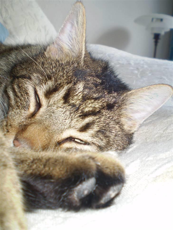 Huskat Torkil - er han iik fin ? billede 1