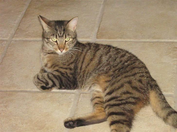 Huskat Torkil - liqqer li oq ser fin ud ! billede 2