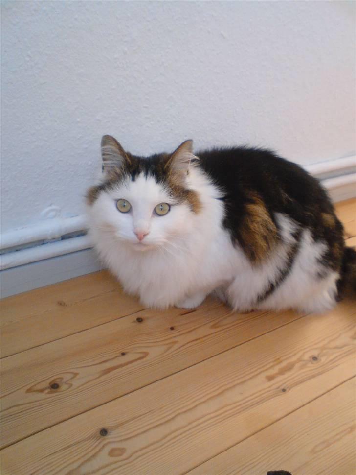 Blanding af racer Bøllemis - det her er bøllemis i vores soveværelse  billede 1