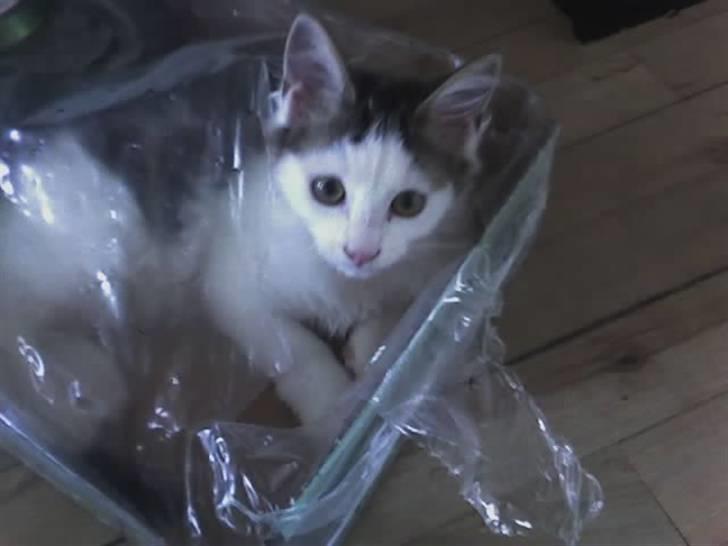 Blanding af racer Bøllemis - Her er bølle i en tom kasse til dåseøl billede 2