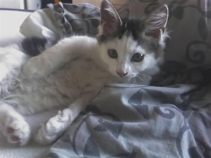 Blanding af racer Bøllemis - Bøllemis kan ligge på mange mærkelige måder billede 3