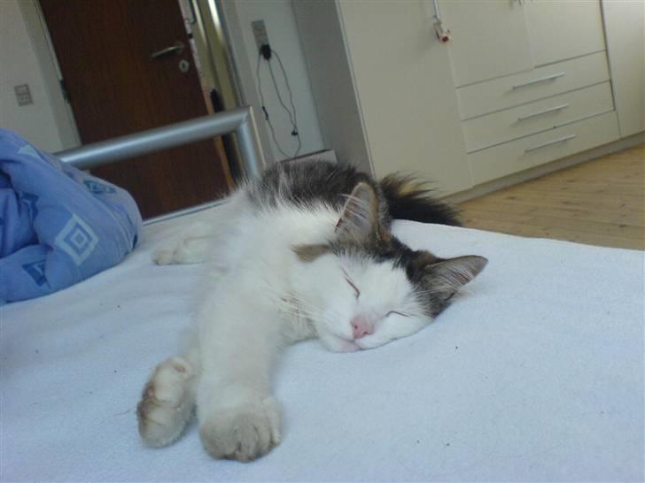 Blanding af racer Bøllemis - Bøllemis igang med ynglings beskæftigelse - at sove billede 4