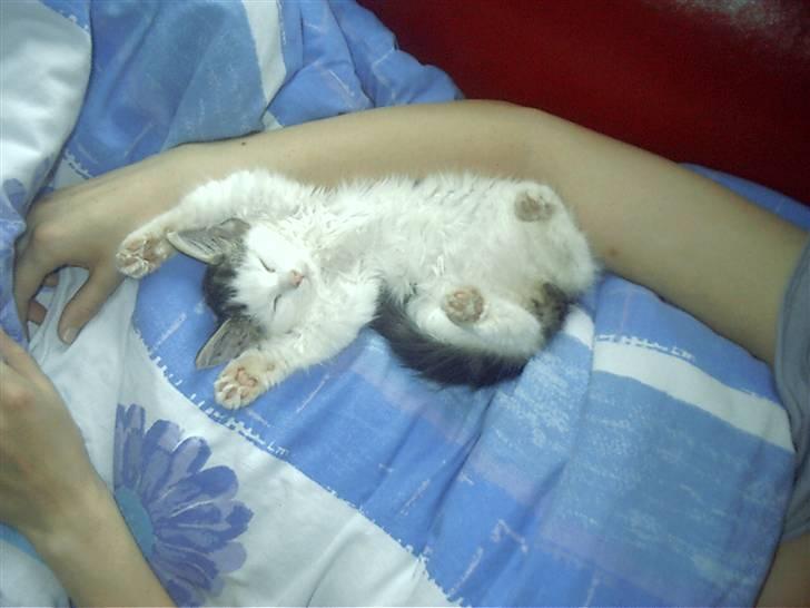 Blanding af racer Bøllemis - Hun var så kær da hun var killing - sådan der sov hun ofte på mig dengang billede 5