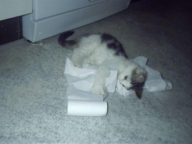 Blanding af racer Bøllemis - Leger med toiletpapir billede 6