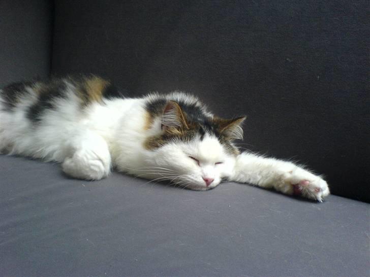 Blanding af racer Bøllemis billede 7