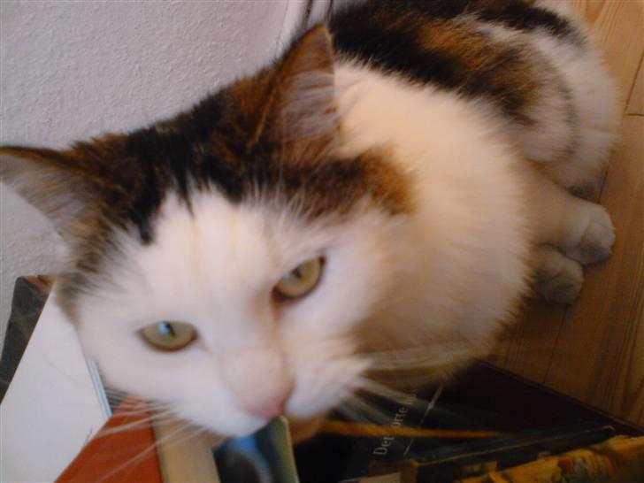 Blanding af racer Bøllemis - Bøllemis igang med at gnave mit bogmærke over billede 8