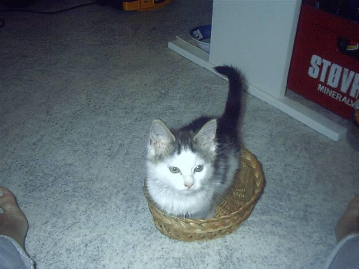 Blanding af racer Bøllemis - Bøllemis i kurv billede 9