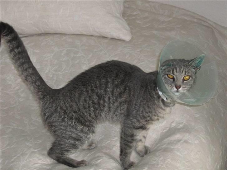 Huskat Carla - da hun li var kommet hjem fra dyrlæqen , hun var blevet sterelliseret ! det var så synd ! billede 7