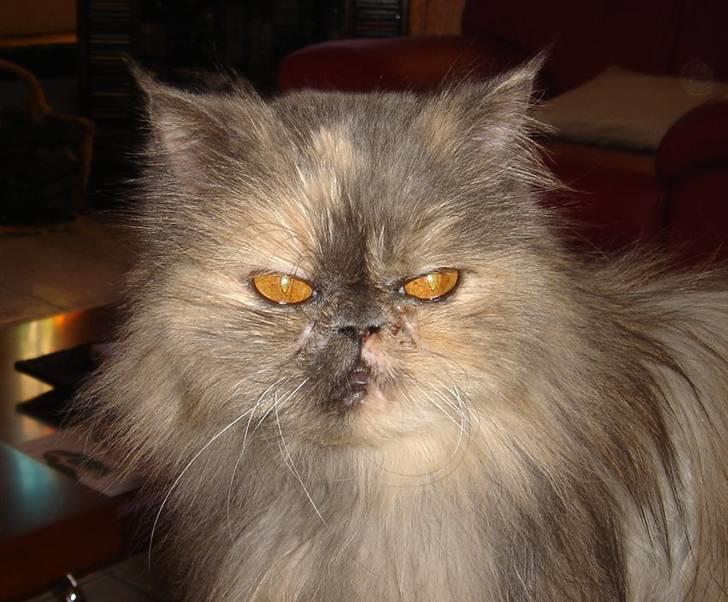 Perser Victoria-Hope Golden Stat - Hej med jer billede 1