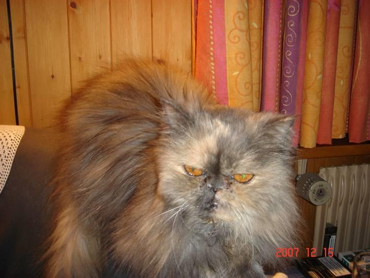 Perser Victoria-Hope Golden Stat - Skal du absolut vække mig hele tiden billede 2