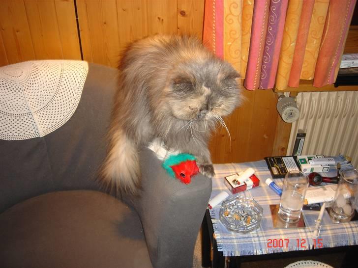 Perser Victoria-Hope Golden Stat - Nu tror jeg at den ligger helt stille billede 3