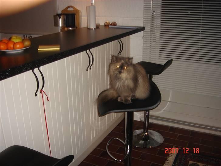 Perser Victoria-Hope Golden Stat - Er du sikker på at de stole her ikke fås højere billede 5