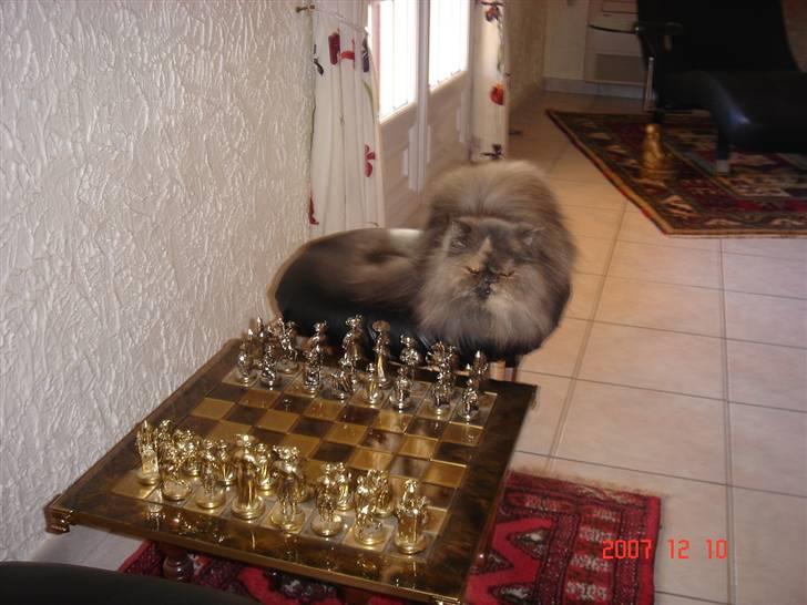 Perser Victoria-Hope Golden Stat - Ja så mangler jeg bare en der vil spille billede 6