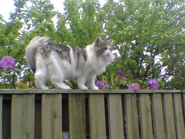 Blanding af racer Hugo - Hugo missen <3 billede 1