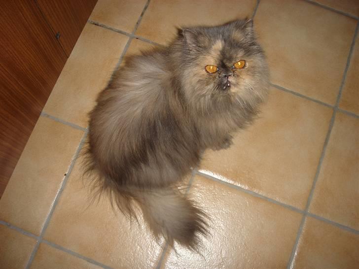 Perser Victoria-Hope Golden Stat - Er det nu der er mad billede 7