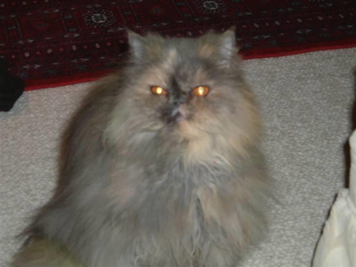 Perser Victoria-Hope Golden Stat - Så få dog taget det billede billede 8