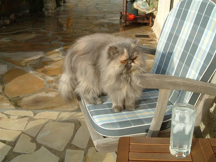 Perser Victoria-Hope Golden Stat - Er nu ikke helt sikker på at jeg bryder mig om den drink billede 9