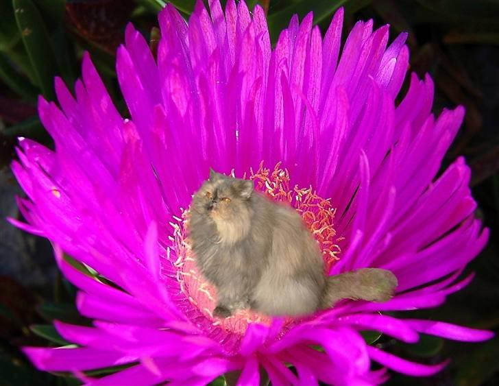 Perser Victoria-Hope Golden Stat - Hmm gad vide om den er til mig billede 10