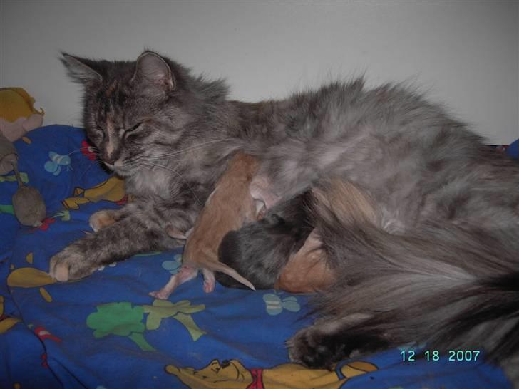 Maine Coon Sally - Så kom killinger endelig lørdag den 15/12 kl 2015 billede 8