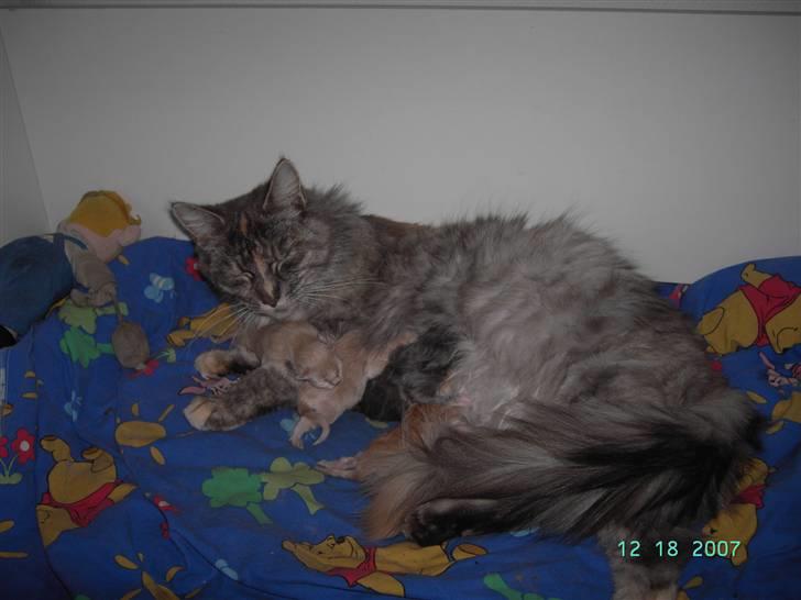 Maine Coon Sally - Vi er 4 i alt 3 Røde og en Grå billede 9