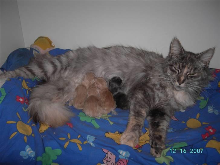 Maine Coon Sally - vi tumler lige lidt rundt billede 10