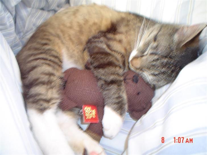 Huskat Lui - Ynglings bamse:) billede 1