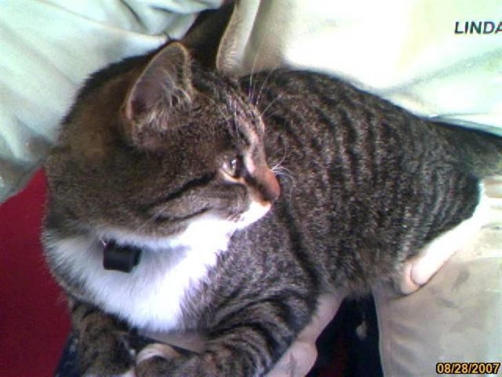 Huskat Lui - Ser jeg ikk bare godt ud fra denne vinkel? billede 2