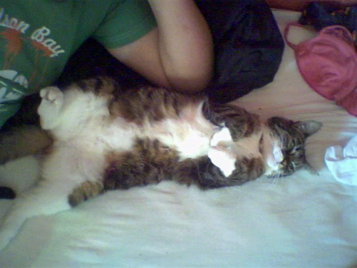 Huskat Mille - Dennis, gider du ikke lige og klø mig på maven? billede 1