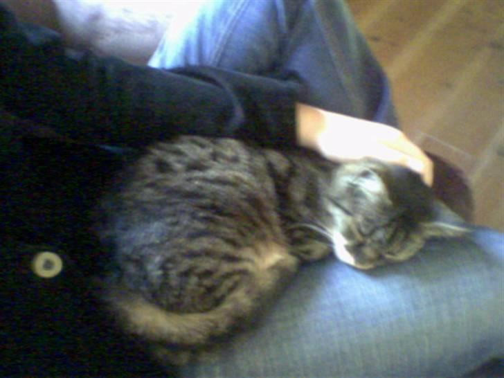 Huskat Mille - Her var der vist lige plads til mig. billede 3