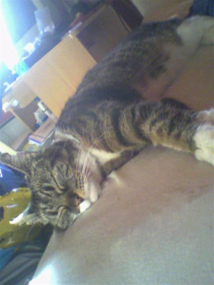 Huskat Mille - ZzzzZ billede 5