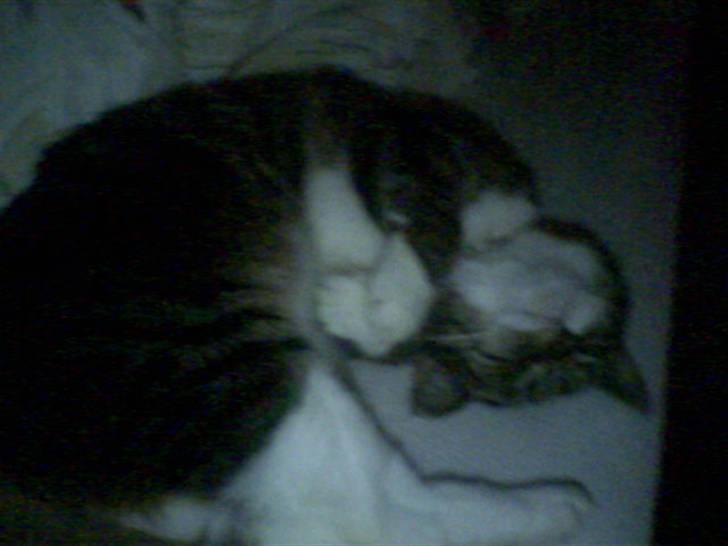 Huskat Mille - Ja, nu ligger jeg godt:) billede 7