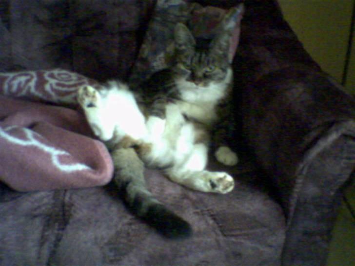 Huskat Mille - Hvad!? billede 8