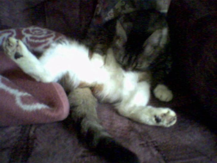 Huskat Mille - Ja man skal jo også i bad en gang imellem. billede 9