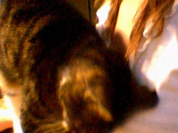 Huskat Mille - Åhh, lige noget at klø sig på. billede 11