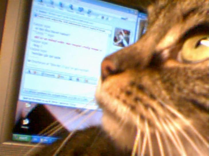 Huskat Mille - clous-up! Skal med hvor det sker:) billede 13