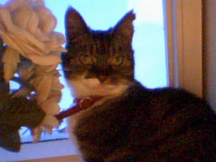 Huskat Mille - Jaahm godt ser man jo ud:) billede 14