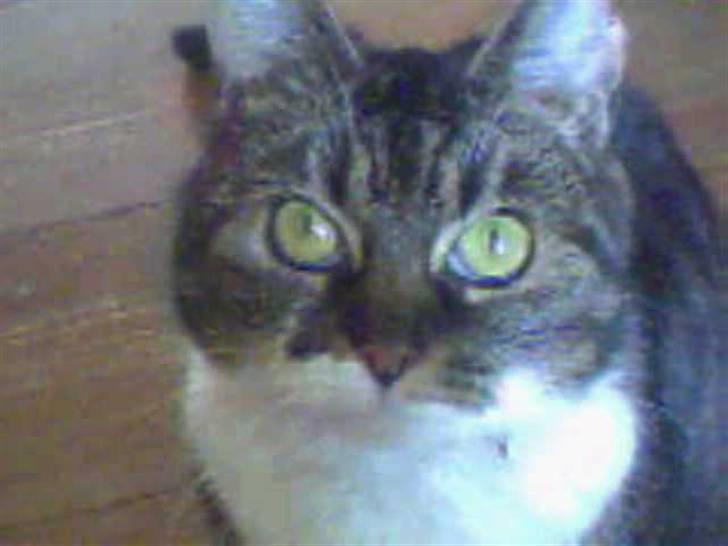 Huskat Mille - Hvad laver du? billede 15