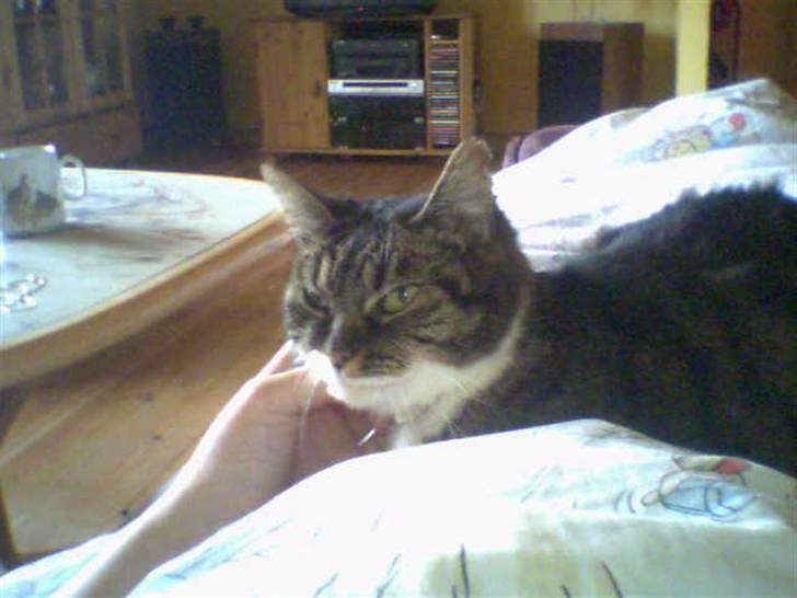 Huskat Mille - Ja lige der! billede 16