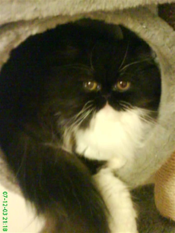 Perser Misja - Nyeste billede af misja billede 14