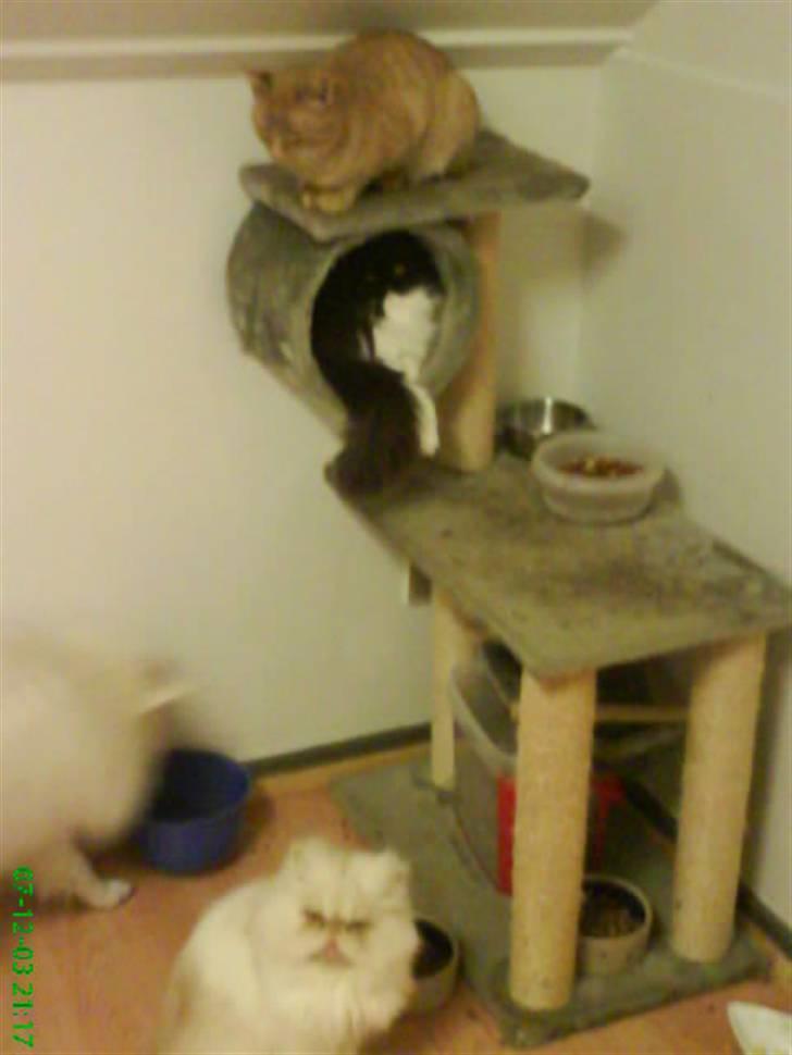 Perser Misja - ups den er vist lidt sløret... :-s billede 15