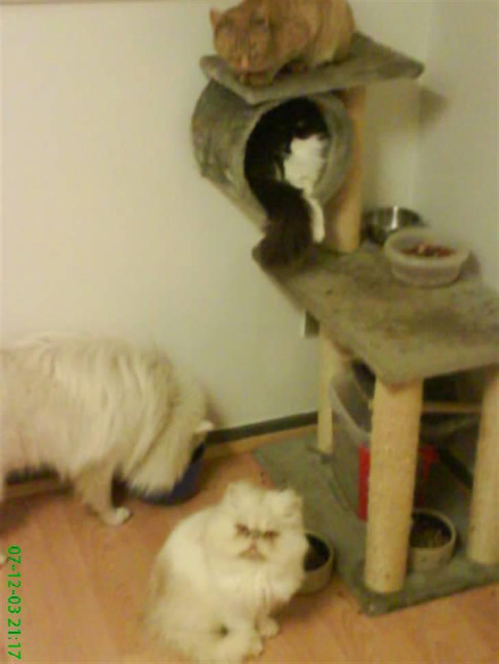 Perser Stromboli*himmelmis* - hele banden, med en hund der lige skulle snige sig ind hihi billede 9