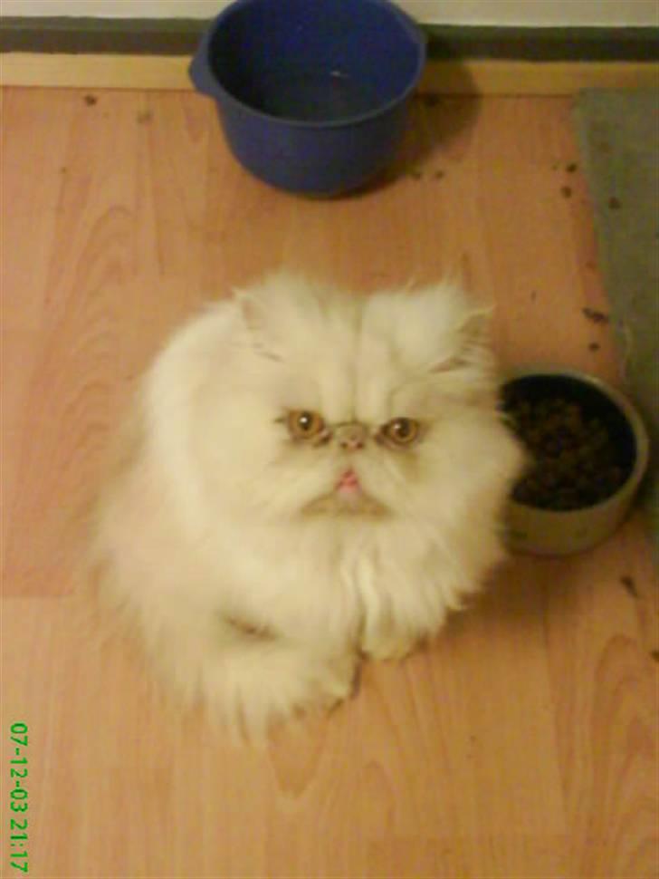 Perser Stromboli*himmelmis* billede 11