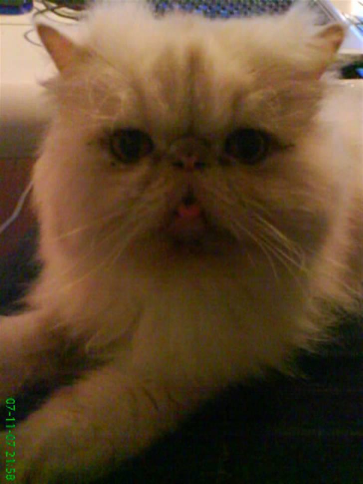 Perser Stromboli*himmelmis* billede 12