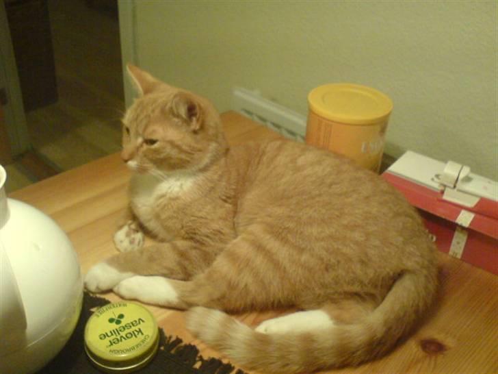 Blanding af racer Sara - Velkommen :D Her er jeg :p Dog ser jeg lidt tyk ud der xD  billede 1