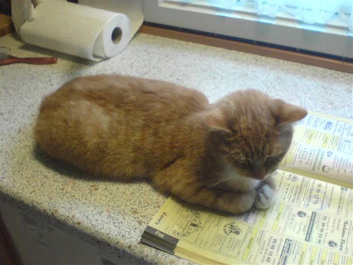 Blanding af racer Sara - Miiin telefonbog ! IKKE DIN ! :P billede 2