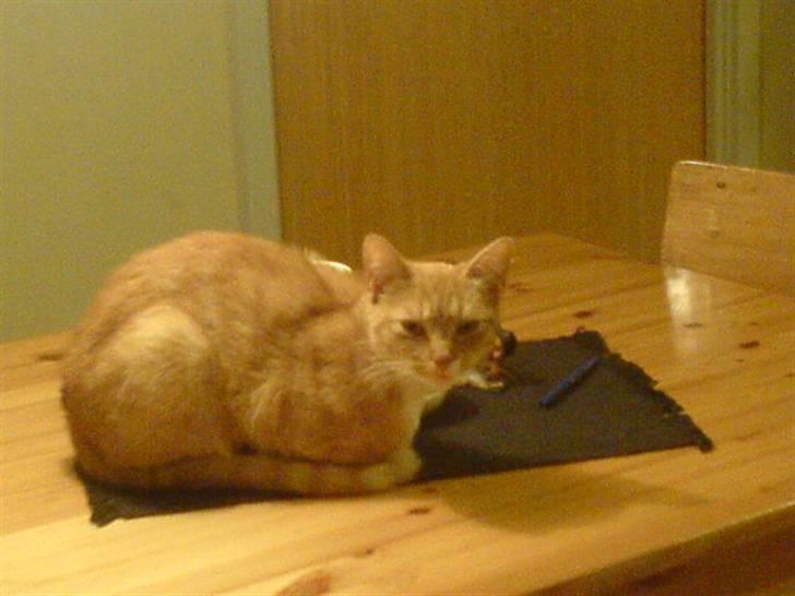 Blanding af racer Sara - Hvorfor glor du på mig ? :O :D Er det fordi jeg er flot ? billede 3