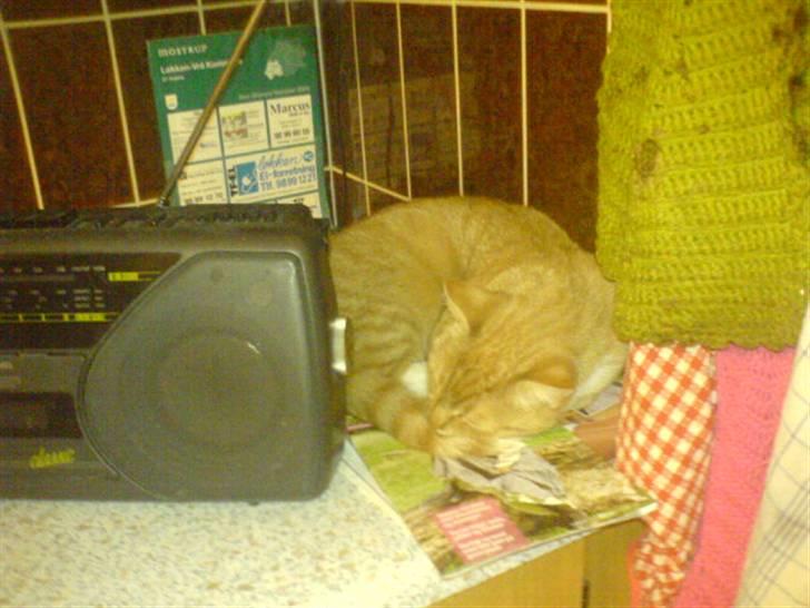 Blanding af racer Sara - Sove sove :P Ingen kan se mig her xD  billede 4